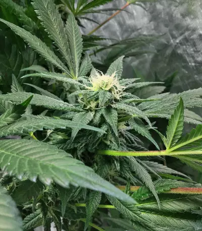 The White Fire OG feminisierte Samen (Seedkeepers)
