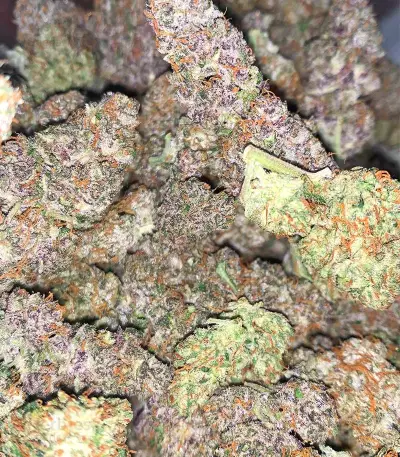 Tropicana Cookies Auto feminisierte Samen (Fast Buds)