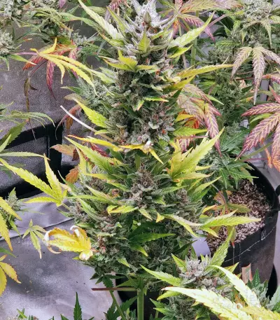 Wedding Cake (Cali Buds Seeds) Cannabis-Samen