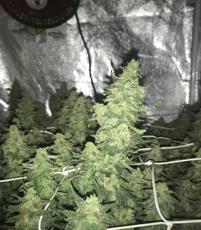 Zombie Death Fuck (BlimBurn Seeds) Cannabis-Samen
