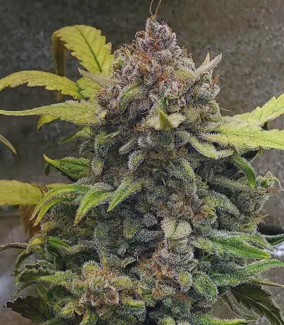 Original Auto Chemdawg (Fast Buds) Cannabis-Samen