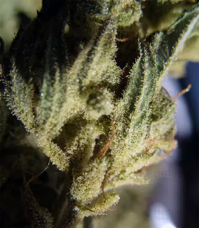 Berry Ryder Auto (Auto Seeds) Cannabis-Samen
