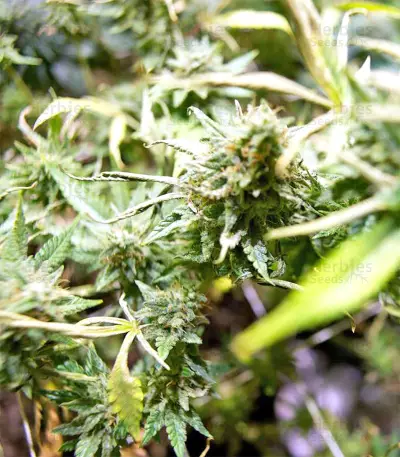 Black Destroyer (Original Sensible Seeds) Cannabis-Samen