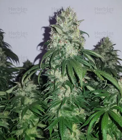 Bruce Banner strain