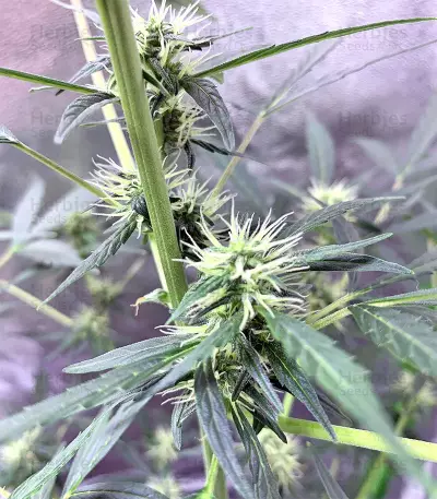 Cookies and Cream Strain