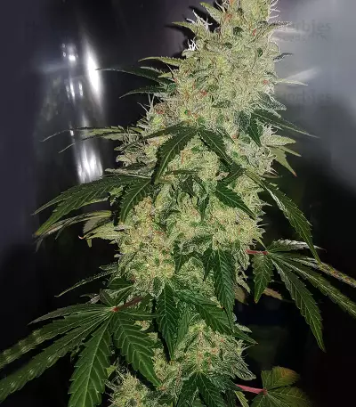 Diesel Auto (G13 Labs) Cannabis-Samen