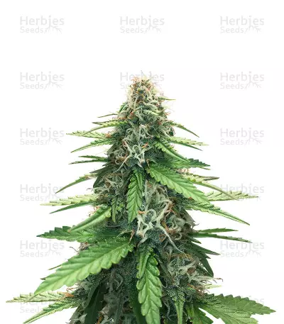 Fruit Cake Autoflower (Seedstockers) Cannabis-Samen