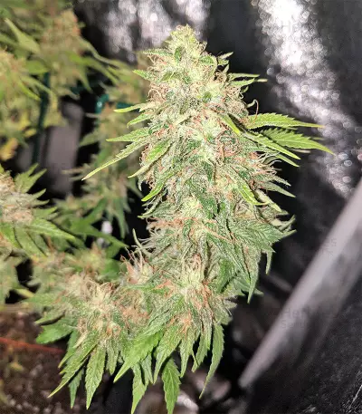 G Force (Flying Dutchmen) Cannabis-Samen