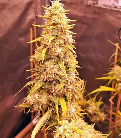 Golden Tiger regular (Ace Seeds) Cannabis-Samen