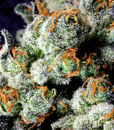 Grape Inferno regular (TGA Subcool Seeds / SubCool’s The Dank) Cannabis-Samen