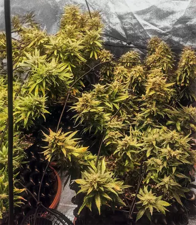 Green Gelato Automatic (RQS) Cannabis-Samen