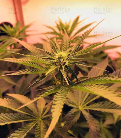 Hawaiian Snow x Wedding Cake x Gelato 33 (GHS) Cannabis-Samen