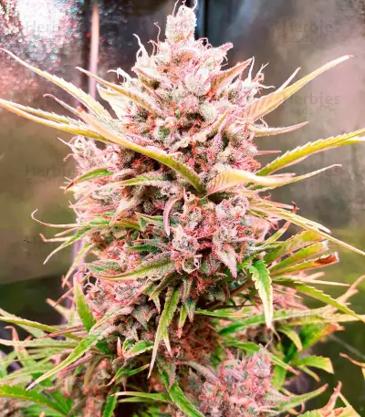 Hijack Auto (Auto Seeds) Cannabis-Samen