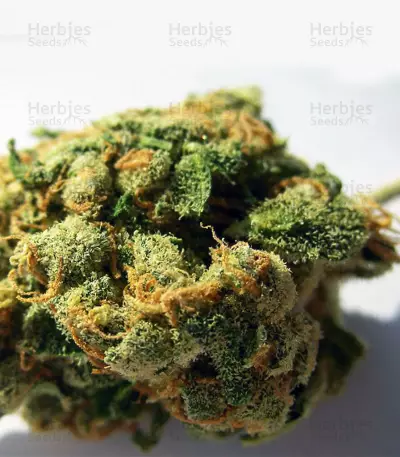 Jack Herer (Kera Seeds) Cannabis-Samen