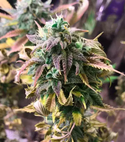 Laughing Buddha feminisierte Samen (Barney’s Farm)