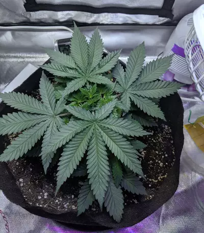 Outdoor Hurricane (Kera Seeds) Cannabis-Samen