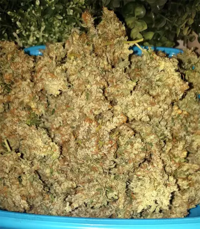 Super Skunk (Seedstockers) Cannabis-Samen