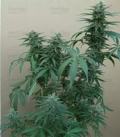 Tikal (Ace Seeds) Cannabis-Samen