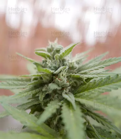 Wedding Cheesecake Auto (Fast Buds)