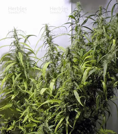 Arjan's Ultra Haze #1 (GHS) Cannabis-Samen