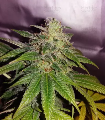 Banana Sorbet