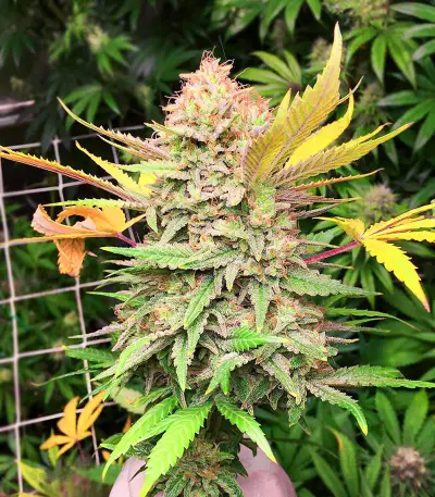 Grandaddy Banner feminisierte Samen (AlphaFem Seeds)