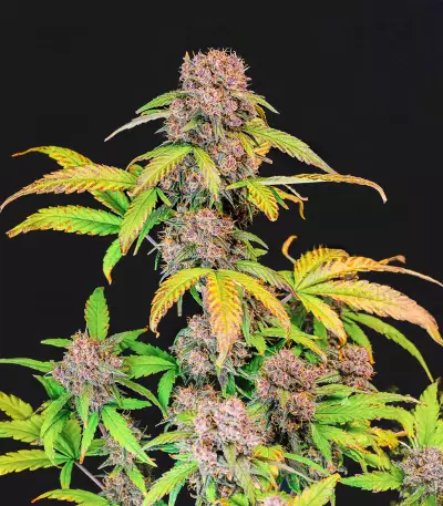 Lemon Cherry Cookies Auto feminisierte Samen (Fast Buds)