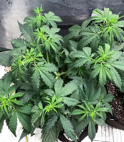 Northern Lights x Big Bud Auto (Expert Seeds) Cannabis-Samen