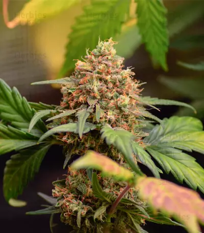 Orange Apricot Glue XL Auto feminisierte Samen (Sweet Seeds)