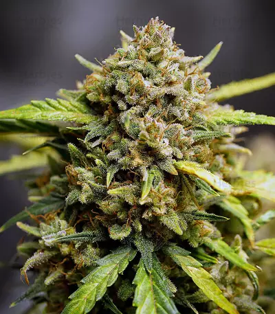 Original Auto Northern Lights (Fast Buds) Cannabis-Samen