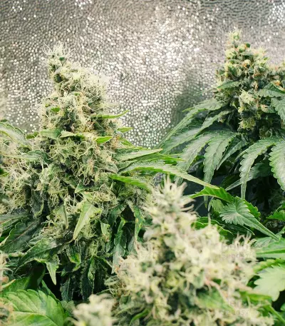 Purple Haze 1 (Positronics Seeds) Cannabis-Samen