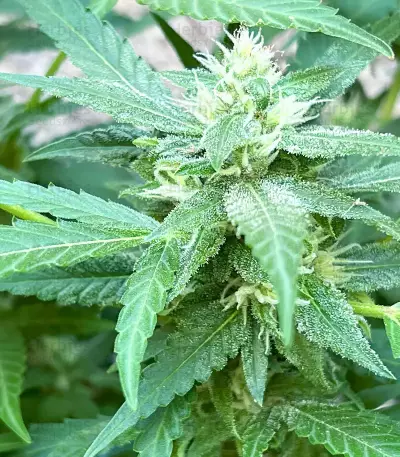 Afghan Kush Early Harvest (World of Seeds) Cannabis-Samen