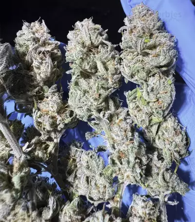 Banana Punch Samen feminisiert (Barney's Farm)