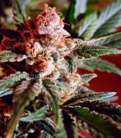 Belladonna (Paradise Seeds) Cannabis-Samen