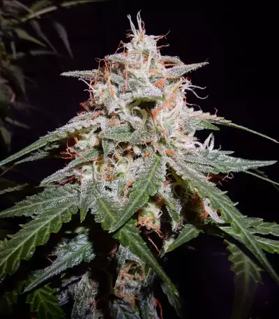 Cherry Bomb (Bomb Seeds)
