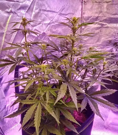 Cristal Paradise (K.C. Brains Seeds)