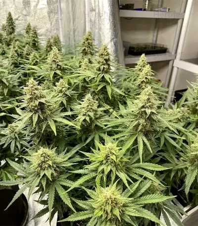 Crop Doctor CBD (Cream of the Crop Seeds)