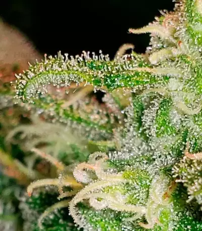 Girl Scout Cookies feminisierte Samen (Garden of Green)