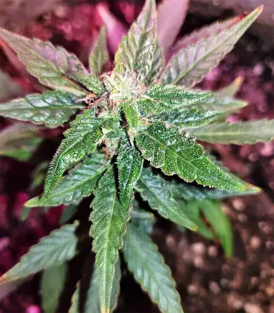 Gorilla Auto (GG#4 Original Glue Auto) (Expert Seeds) Cannabis-Samen
