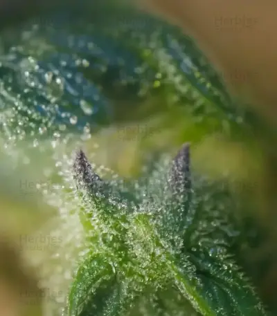 Gorilla Cookies Auto (Big Head Seeds)