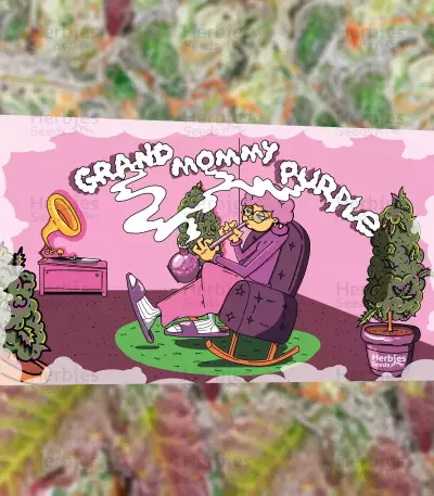 Grandmommy Purple feminisierte Samen (Herbies Seeds)