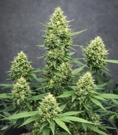 King's Juice Auto (GHS)