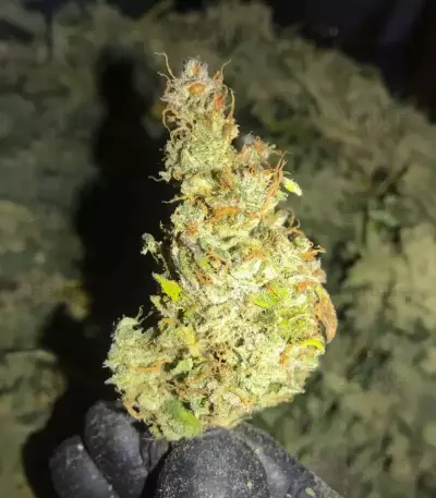 Lemon Jack Autoflower feminisierte Samen (Seedkeepers)