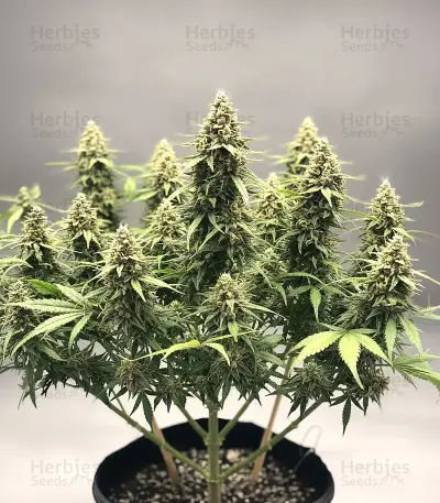 OG Critical (Emerald Triangle Seeds) Cannabis-Samen