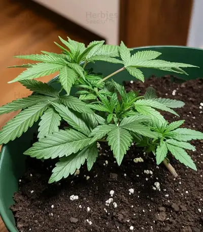 Royal Gorilla (RQS) Cannabis-Samen