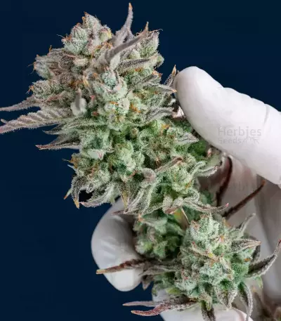 Strawberry Banana Auto feminisierte Samen (Fast Buds)