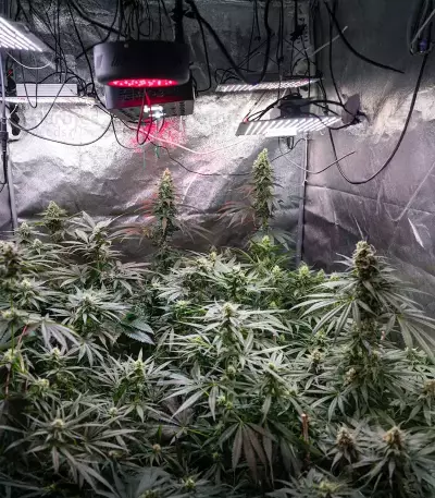 Super Boof Auto feminisierte Samen (Fast Buds)