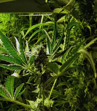 The New (Humboldt Seeds Organization) Cannabis-Samen