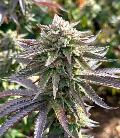 Z (Big Head Seeds) Cannabis-Samen