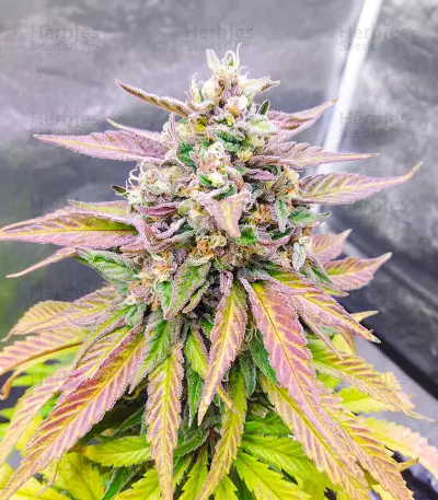 Totally Alpha OG feminisierte Samen (AlphaFem Seeds)